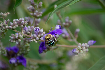 Australian blue banded bee feeding on purple flowers  covered in pollen 