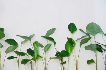 Banana trees use as decoration against white wall