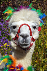 Vertical image of a haltered huacaya alpaca wearing colorful feathers looking directly at the camera