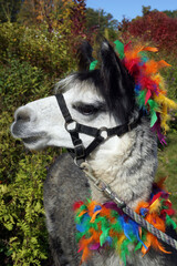 Vertical image of profile of a haltered huacaya alpaca wearing colorful feathers in a garden