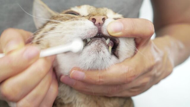 Owner brushes her pet cat's teeth with a toothbrush