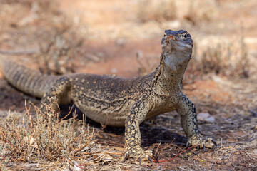 Australian Sand or Goulds Monitor