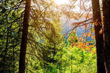 Green and red pine evergreen trees soft sunlight sunny sunrise sunburst in morning on Snowmass Lake hike trail in Colorado in national forest park