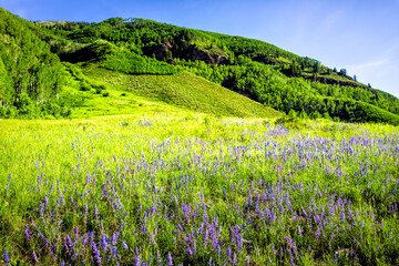 Fototapeta na wymiar Lush green meadow field of many wild blue purple lupine flowers wildflowers in Maroon Bells area in Aspen, Colorado with background of rocky mountains in spring summer and blue sky