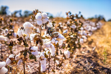 Macro closeup landscape view in autumn fall season Missouri or Kansas rural farm countryside brown field of many fluffy ripe cotton plants agriculture for picking