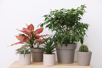 Many different houseplants in pots on wooden table near white wall