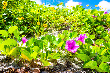 Naples, Florida in gulf of Mexico coast sunny day in summer with colorful purple pink Ipomoea pes-caprae bayhops beach morning glory flowers growing in sand landscape with nobody