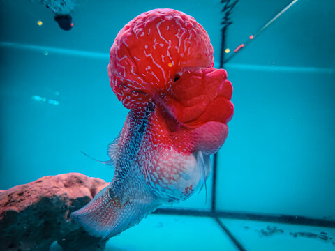 Beautiful Elegant Flowerhorn Cichlid fish inside an aquarium.