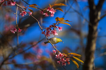 Indian white-eye in a wild Himalayan cherry tree.