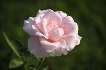 A rose blooming in the garden in the morning. for valentine's day of love