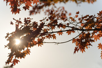 紅葉と日差し