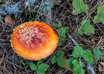 Colorful Mushroom