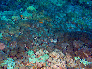 underwater garden, coral reef . 