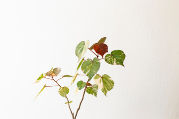 Thespesia populnea variegated on white background.