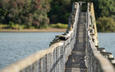 Bird flying off bridge