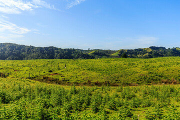 Fototapeta premium Grazing sheep on a meadow. New Zealand