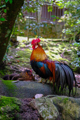 rooster in the farm