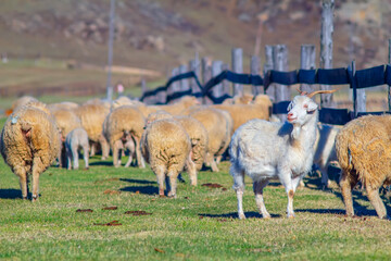 a contented, proud, smiling happy white goat stands on the green spring grass among a flock of sheep