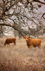 Cows grazing on pasture under an old oak tree in winter on the beef cattle ranch