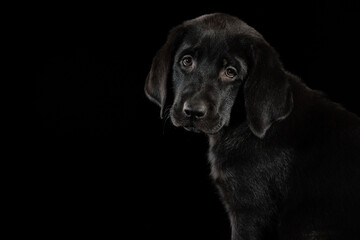 black labrador retriever puppy 