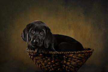 black labrador puppy sitting in a basket