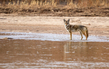 Coyote Canus latrans on the Rio Grande New Mexico