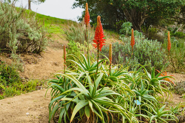 Aloe arborescens, the krantz aloe or candelabra aloe, close up