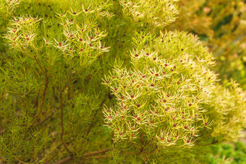 Fototapeta premium Cone bush (Leucadendron salignum) close up in the garden Beautiful shrub with foliage which turns yellow in Winter