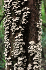 Dead tree trunk covered with fungus in Monteverde, Costa Rica