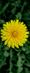 yellow flower
