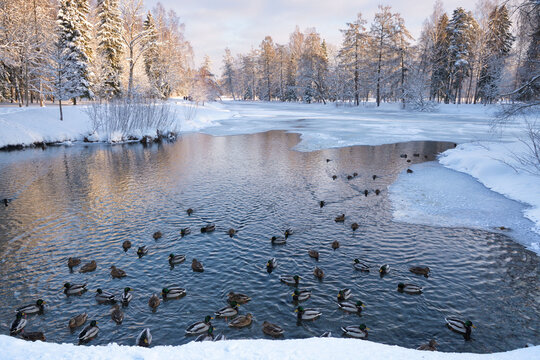 Ducks swim in the lake in winter.