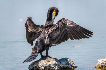 Great cormorant, Phalacrocorax carbo, sits on stone and dries its wings on the wind.