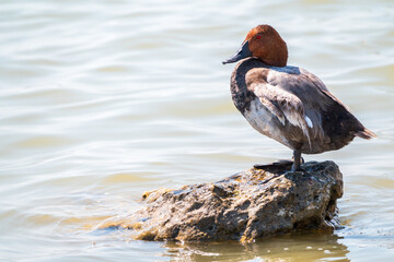 Beautiful duck, Common pochard male, Aythya ferina, standing on a lake shore.
