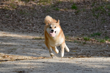 柴犬・走る・ボール遊び