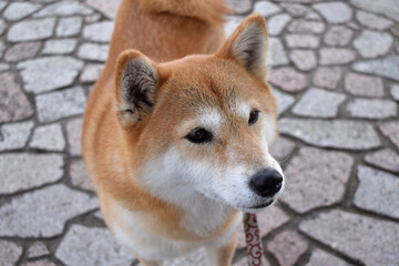 柴犬・真顔・見つめる