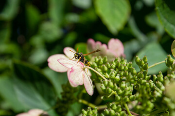 wasp sitting on a flower in the garden