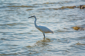 The white heron stands in the lake