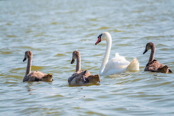 A female mute swan, Cygnus olor, swimming on a lake with its new born baby cygnets. Mute swan protects its small offspring. Gray, fluffy new born baby cygnets.