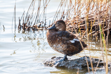 Beautiful duck, Common pochard female, Aythya ferina, standing on a lake shore.
