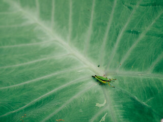 Insect on a taro leaf, taken in midday 