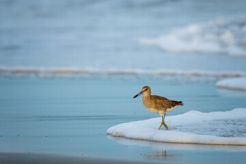 A Willet (Tringa semipalmata) scours the shoreline at Emerald Isle, North Carolina.
