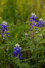 Obraz premium Lupinus texensic bluebonnet state flower of Texas