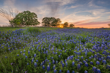 Field of Texas bluebonnet also know as Lupinus Texensic at sunset on a cattle ranch