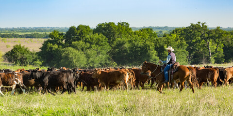 Rancher on horseback moving livestock to new pasture on the cattle ranch