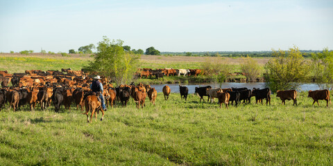 Cowboy on horseback moving livestock to new pasture on the cattle ranch - obrazy, fototapety, plakaty