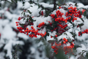 Berries on rowan tree branch covered with snow outdoors - obrazy, fototapety, plakaty
