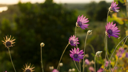 Wildflowers blossom are purple on the hillside in the setting sun close-up . Landscape banner, background. Nature