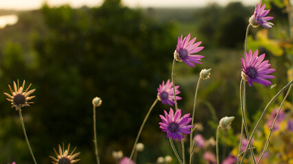 Fototapeta premium Wildflowers blossom are purple on the hillside in the setting sun close-up . Landscape banner, background. Nature