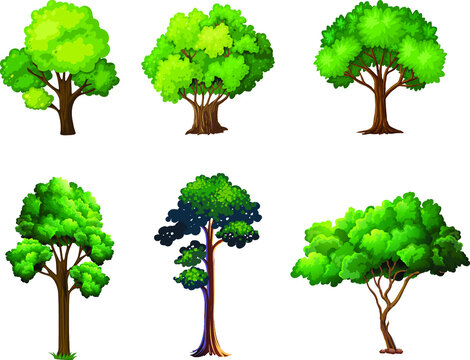Collection of Realistic Trees Isolated on White Background.
