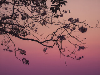 silhouette pink trumpet tree branches on pink violet twilight sky background